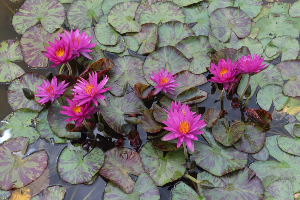 2024 ISG Hardy waterlily 06 - July 01 2024