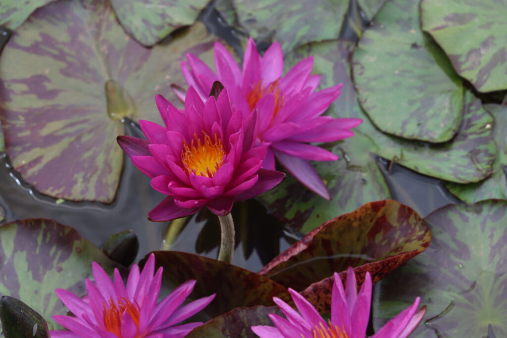 2024 ISG Hardy waterlily 06 - July 01 2024