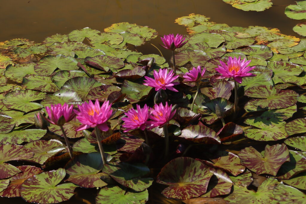 2024 ISG Hardy waterlily 06 - July 05 2024