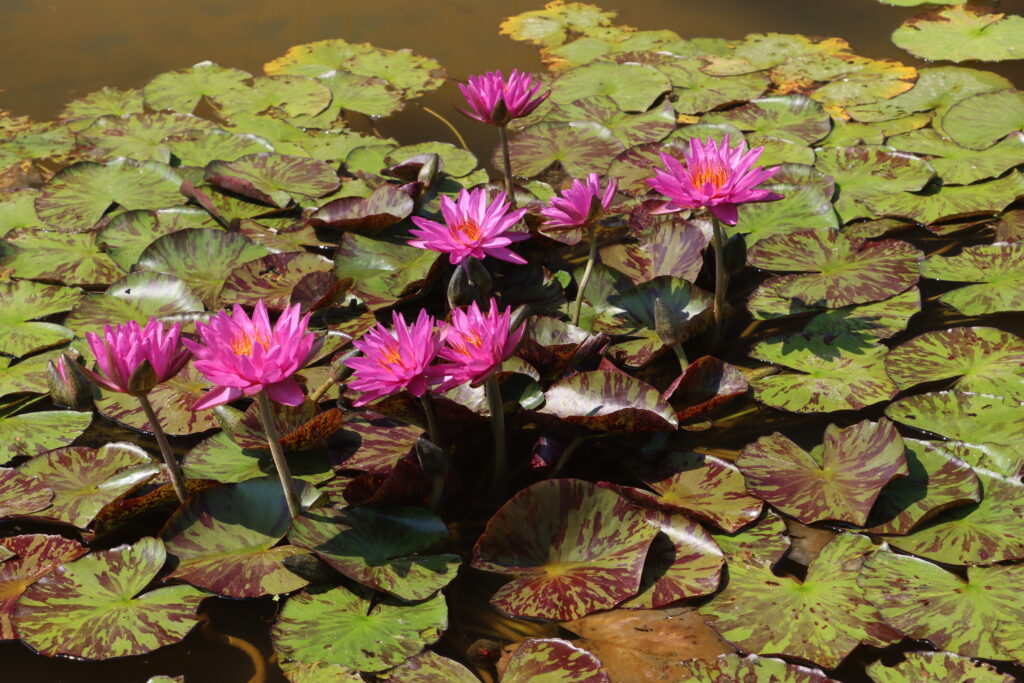 2024 ISG Hardy waterlily 06 - July 05 2024
