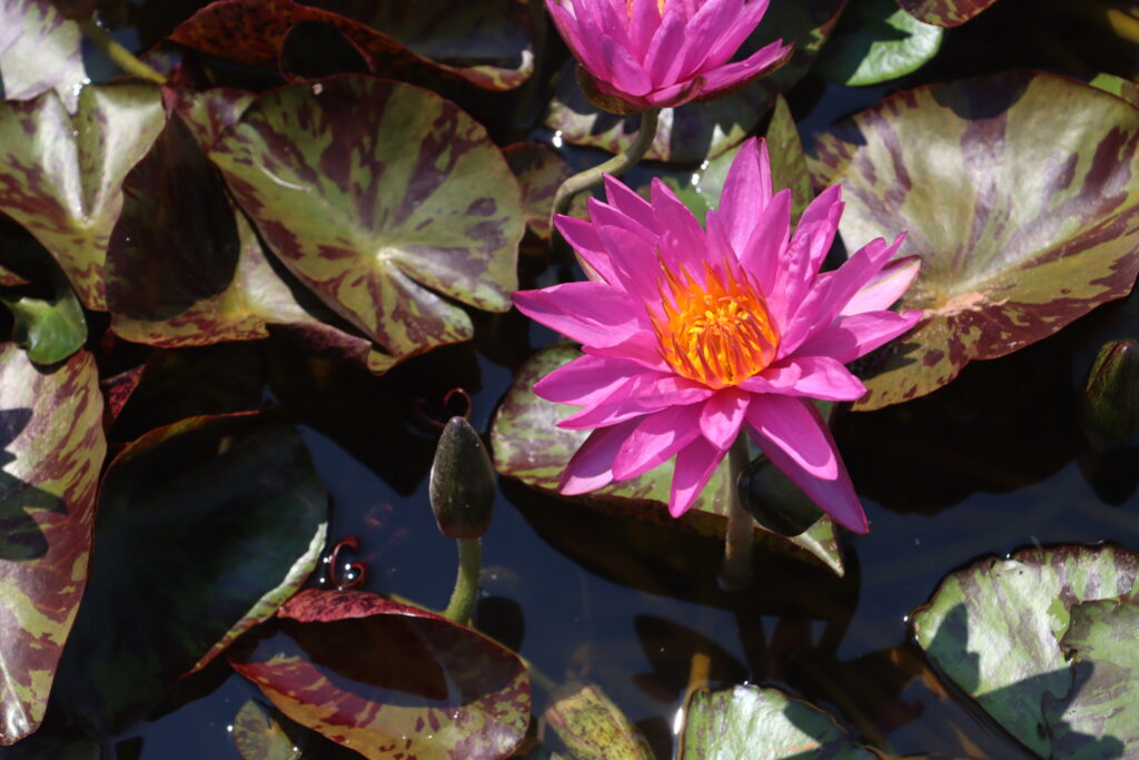 2024 ISG Hardy waterlily 06 - July 05 2024