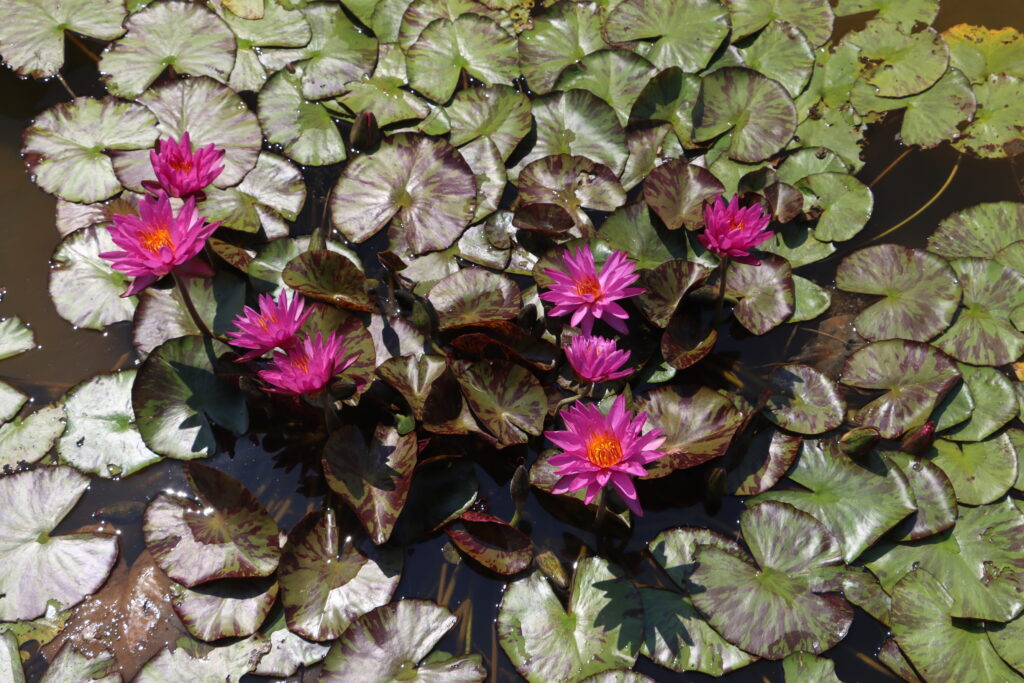 2024 ISG Hardy waterlily 06 - July 05 2024