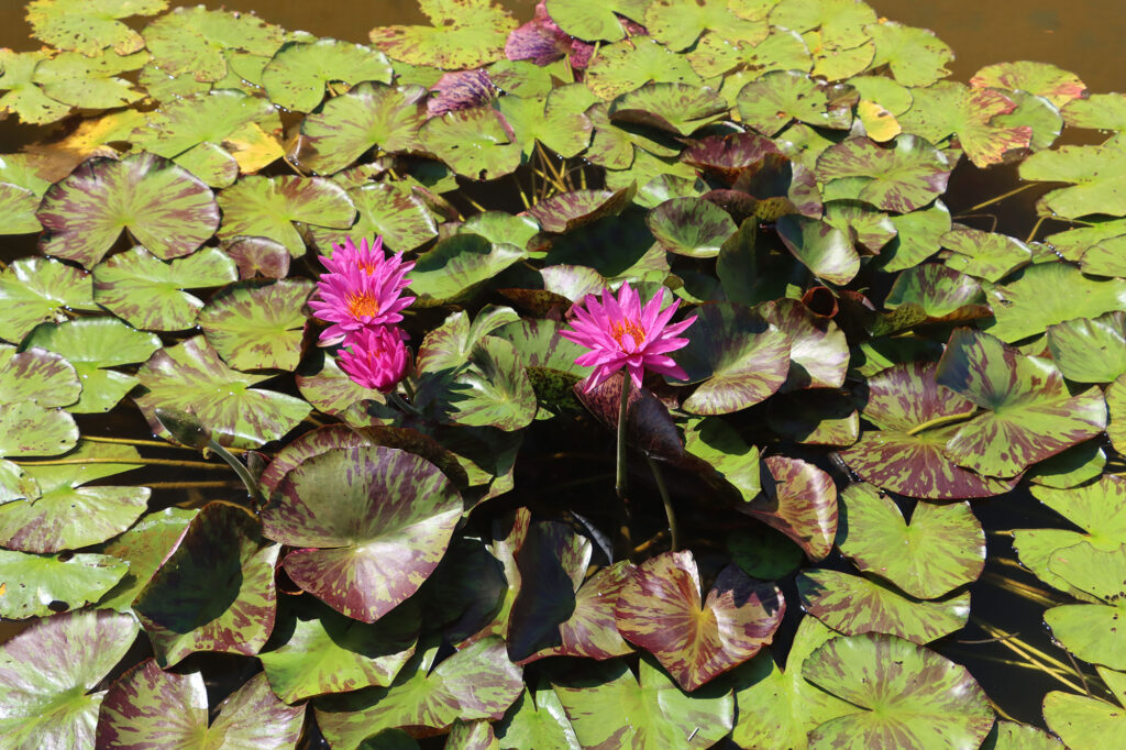 2024 ISG Hardy waterlily 06 - July 14 2024