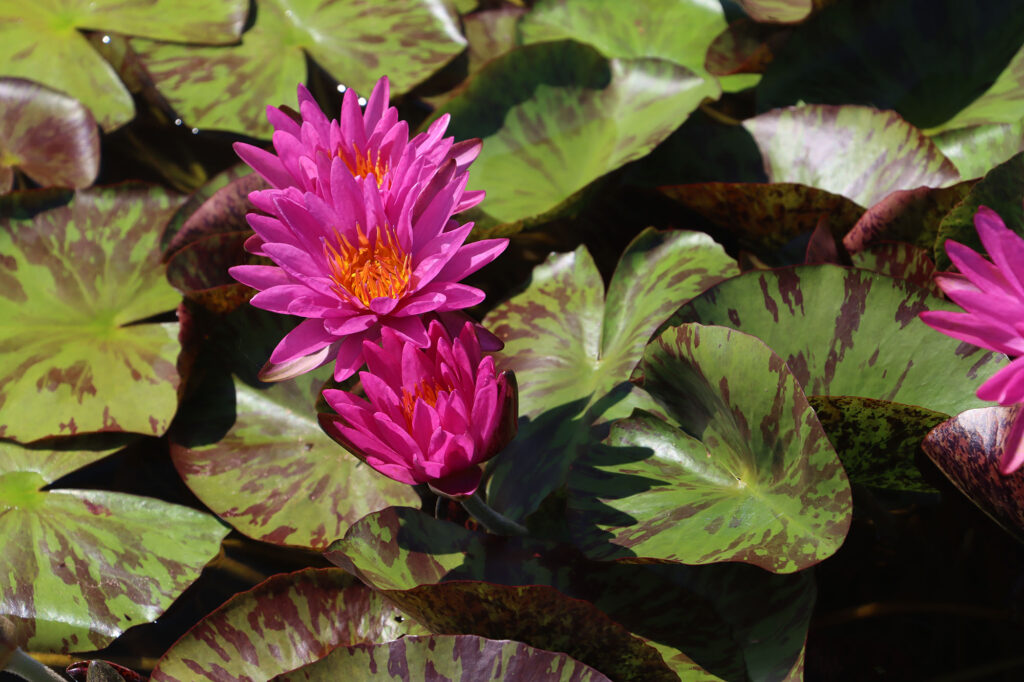 2024 ISG Hardy waterlily 06 - July 14 2024