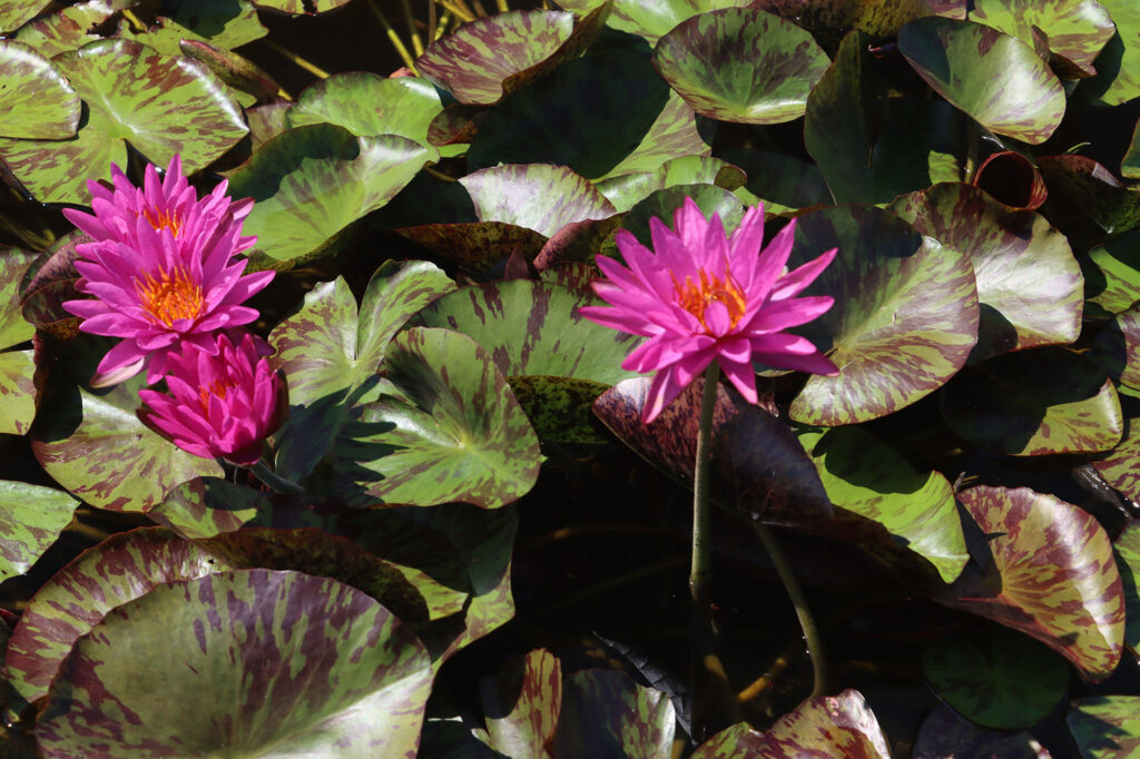 2024 ISG Hardy waterlily 06 - July 14 2024