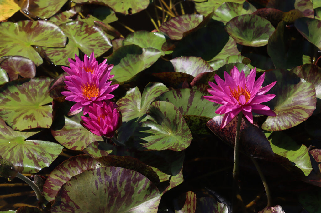 2024 ISG Hardy waterlily 06 - July 14 2024