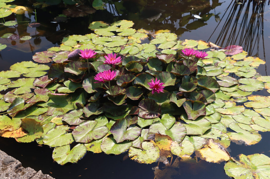 2024 ISG Hardy waterlily 06 - July 26 2024