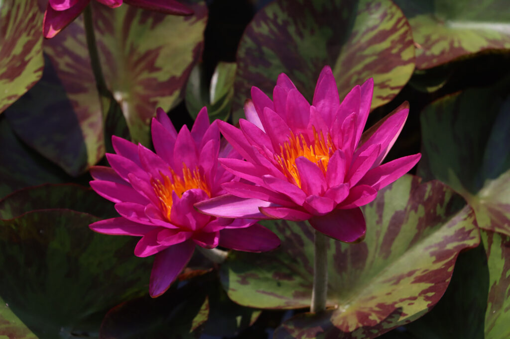 2024 ISG Hardy waterlily 06 - July 26 2024