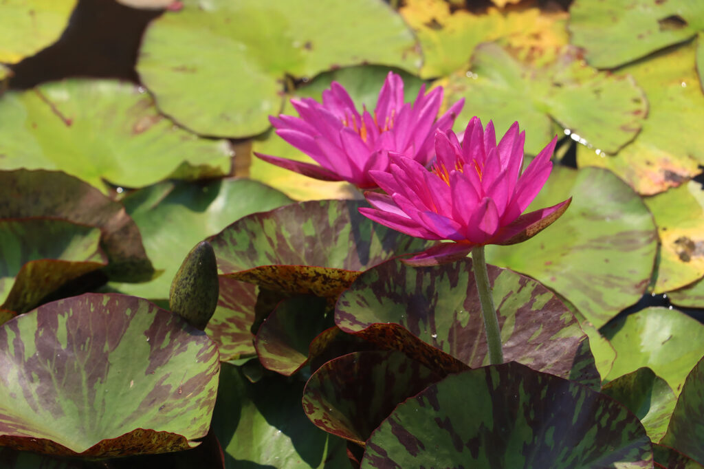 2024 ISG Hardy waterlily 06 - July 26 2024
