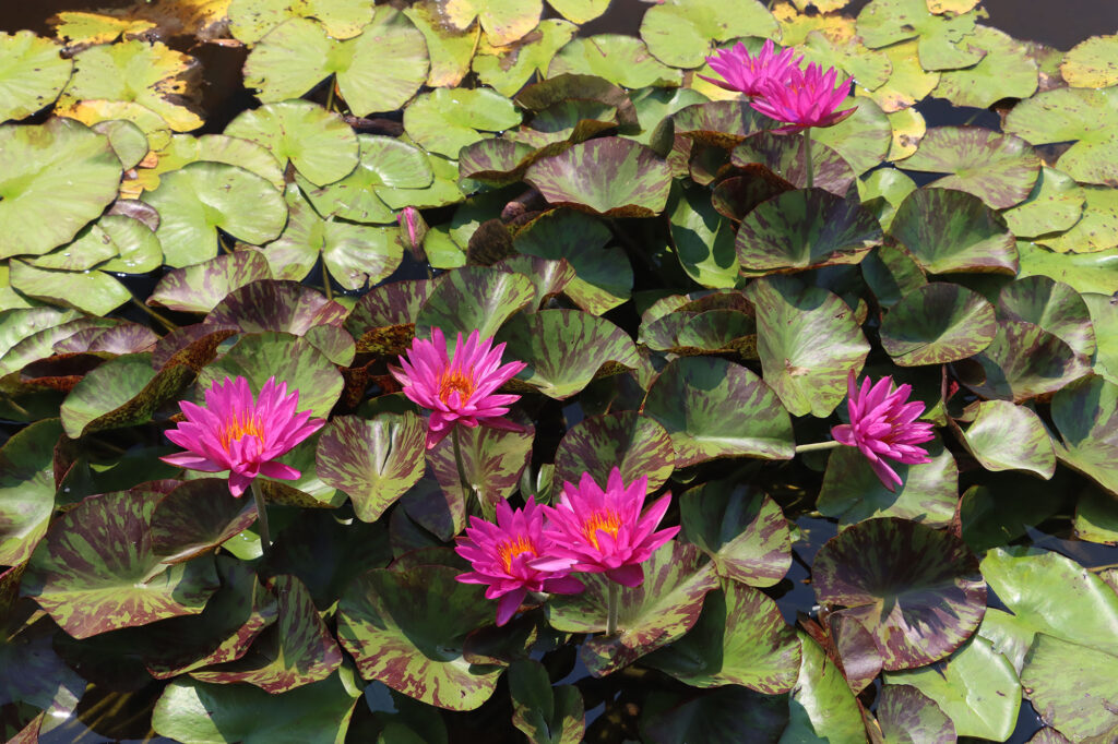 2024 ISG Hardy waterlily 06 - July 26 2024