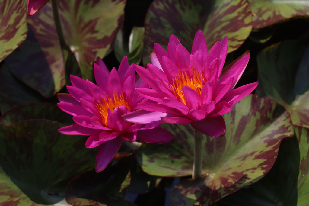 2024 ISG Hardy waterlily 06 - July 26 2024