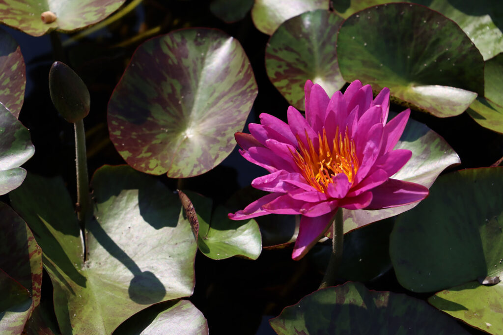 2024 ISG Hardy waterlily 06 - August 13 2024