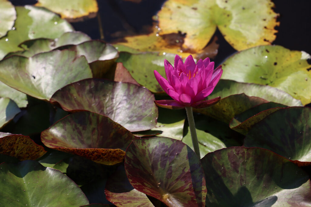 2024 ISG Hardy waterlily 06 - August 13 2024