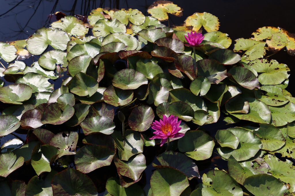 2024 ISG Hardy waterlily 06 - August 13 2024