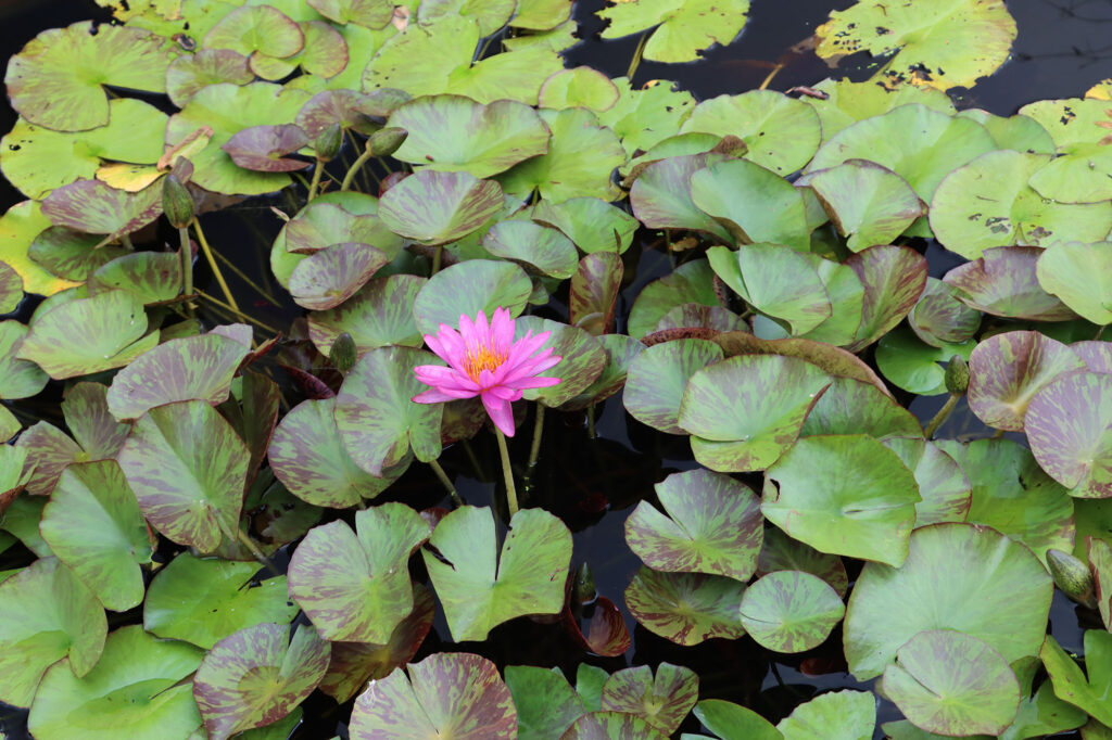 2024 ISG Hardy waterlily 06 - August 16 2024