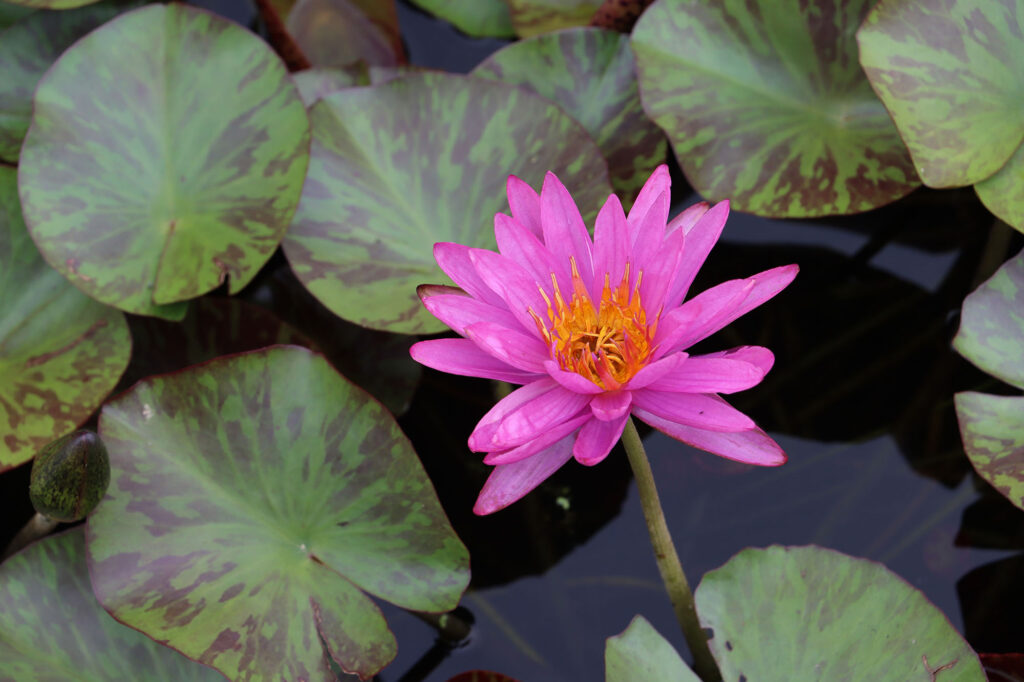 2024 ISG Hardy waterlily 06 - August 16 2024