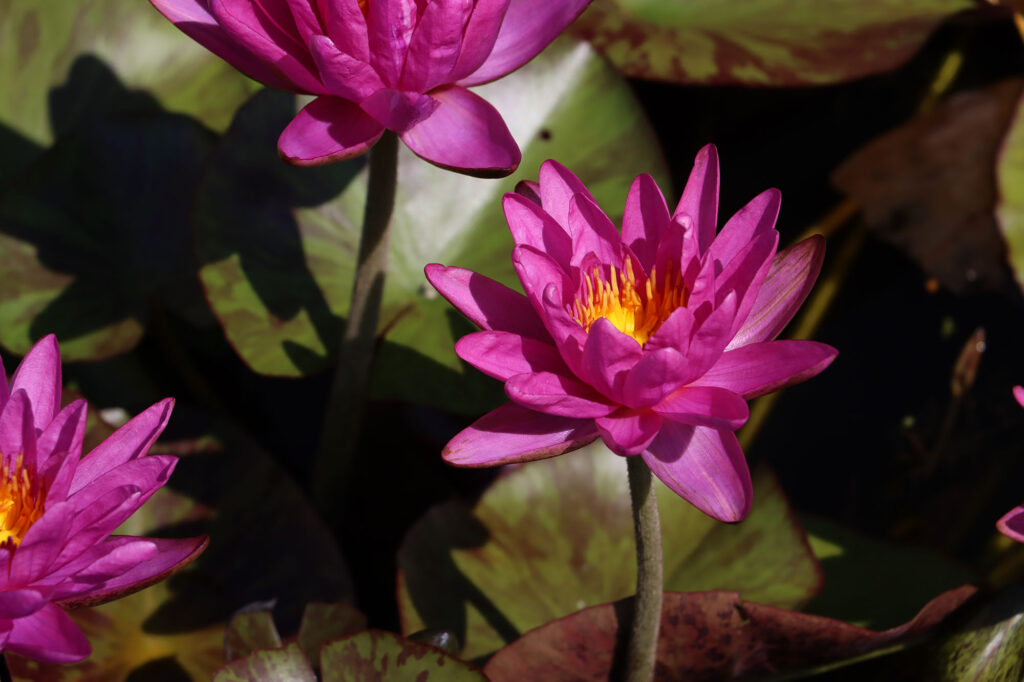 2024 ISG Hardy waterlily 06 - August 17 2024
