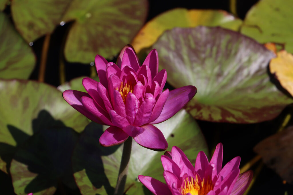 2024 ISG Hardy waterlily 06 - August 17 2024