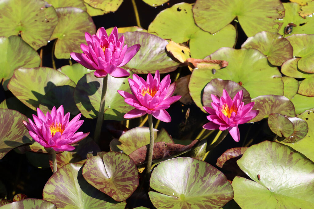 2024 ISG Hardy waterlily 06 - August 17 2024