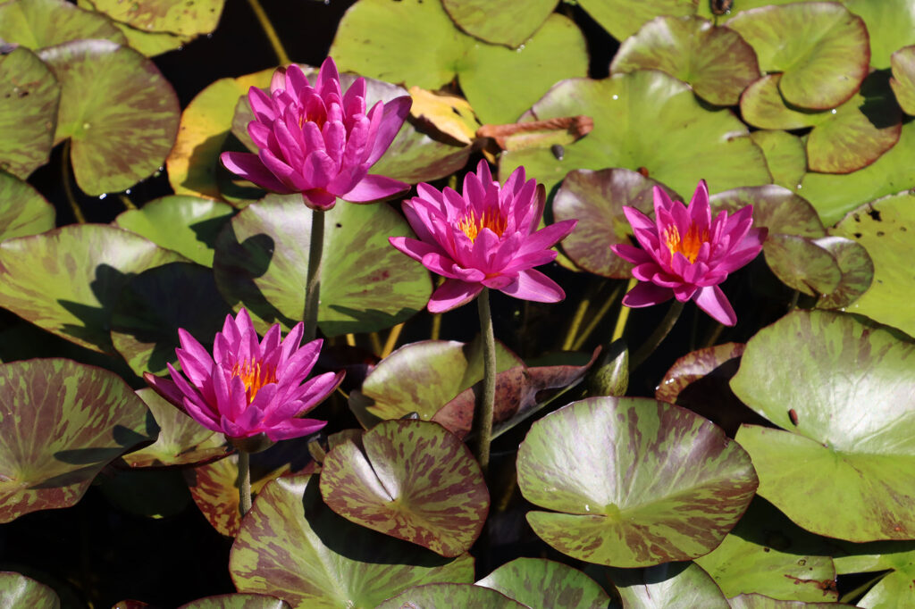 2024 ISG Hardy waterlily 06 - August 17 2024