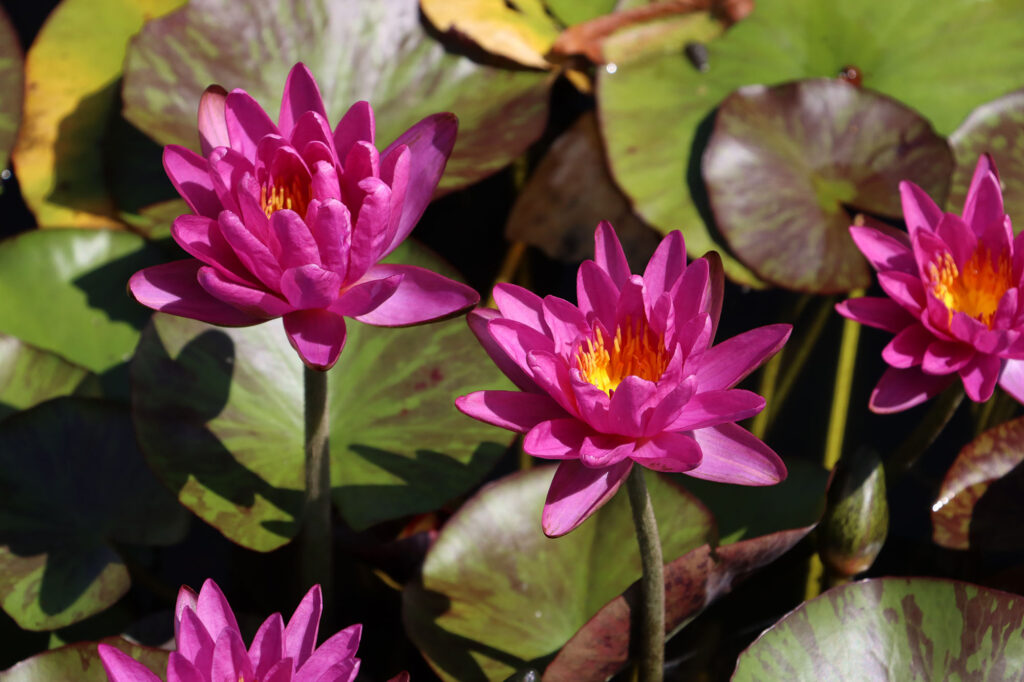 2024 ISG Hardy waterlily 06 - August 17 2024