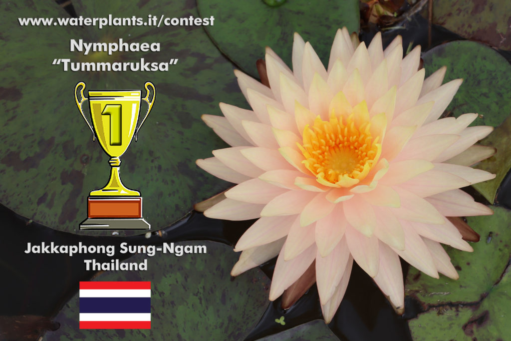Tummaruksa