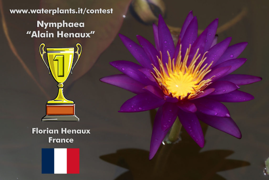 Alain Henaux