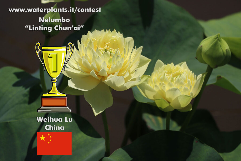 Linting Chun'Ai