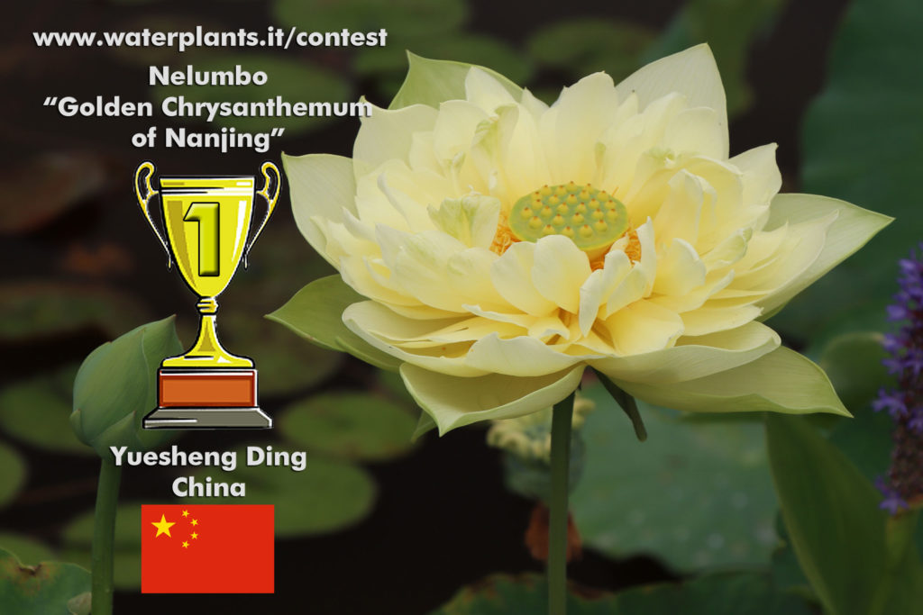 Golden Chrysanthemum of Nanjing