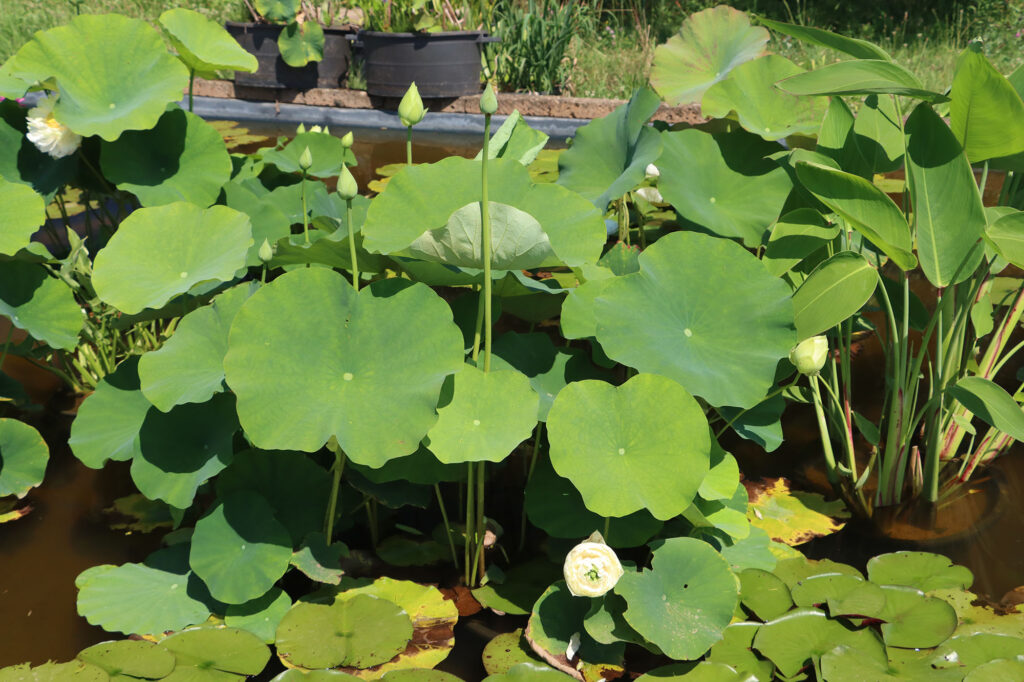 2024 Hardy Lotus 01 - July 14 2024