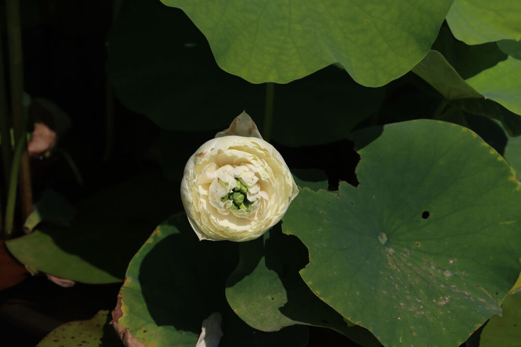 2024 Hardy Lotus 01 - July 14 2024