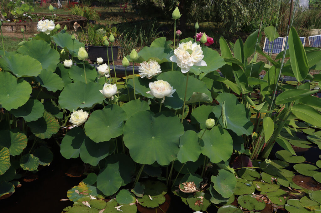 2024 Hardy Lotus 01 - July 26 2024