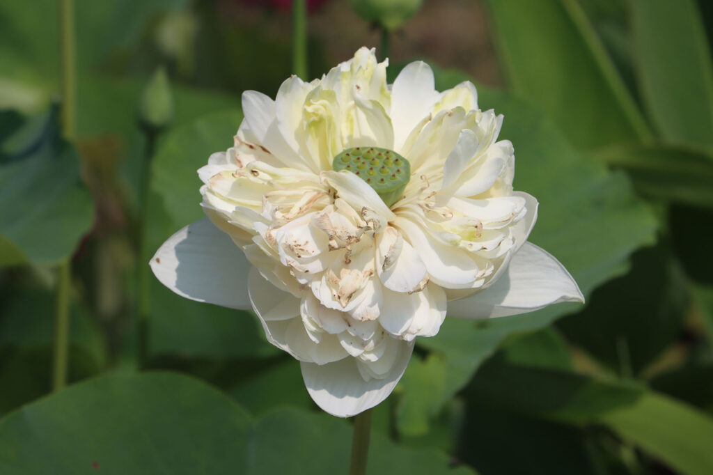 2024 Hardy Lotus 01 - July 26 2024