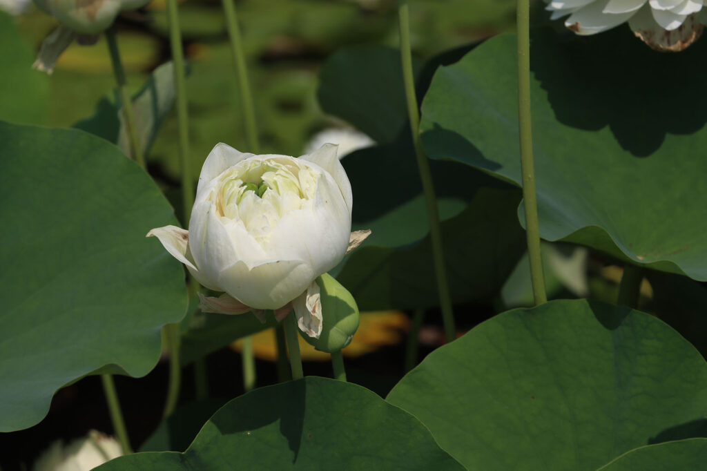 2024 Hardy Lotus 01 - July 26 2024
