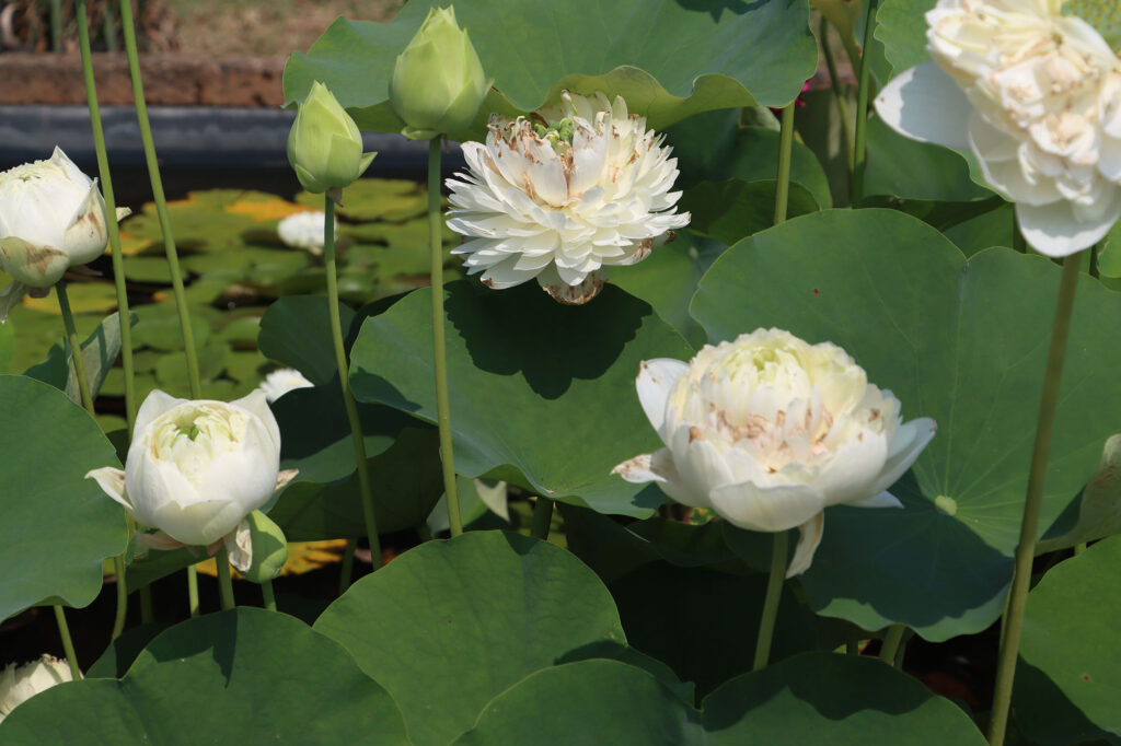2024 Hardy Lotus 01 - July 26 2024