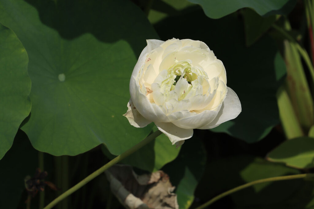 2024 Hardy Lotus 01 - August 01 2024