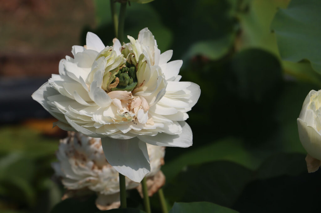 2024 Hardy Lotus 01 - August 01 2024