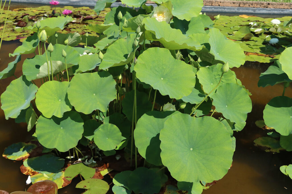 2024 Hardy Lotus 02 - July 14 2024
