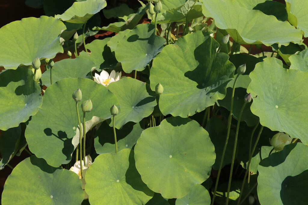 2024 Hardy Lotus 02 - July 14 2024