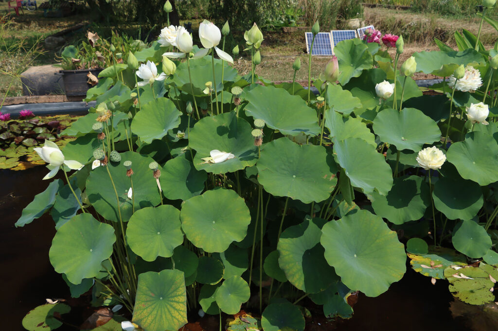 2024 Hardy Lotus 02 - July 26 2024