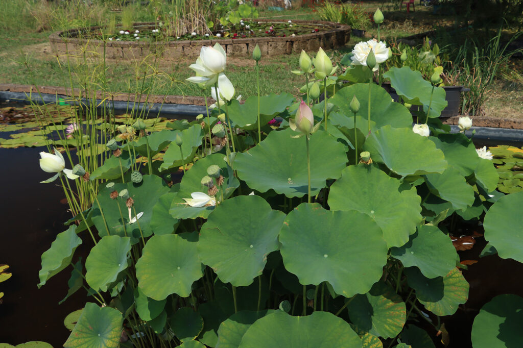 2024 Hardy Lotus 02 - July 26 2024