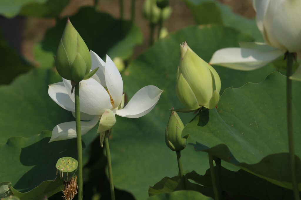 2024 Hardy Lotus 02 - July 26 2024