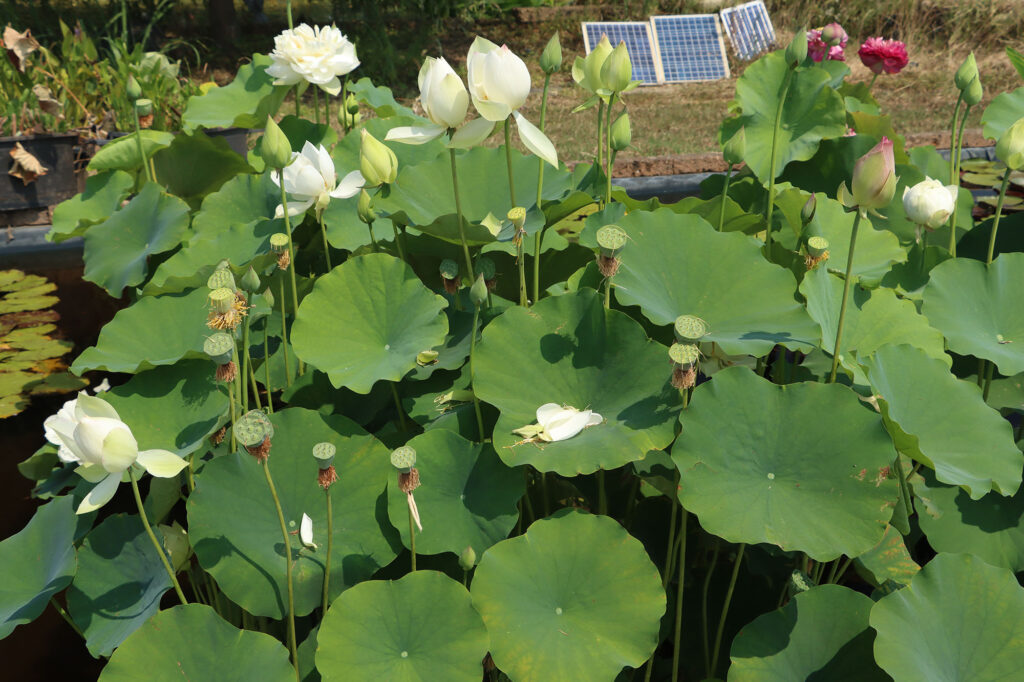 2024 Hardy Lotus 02 - July 26 2024