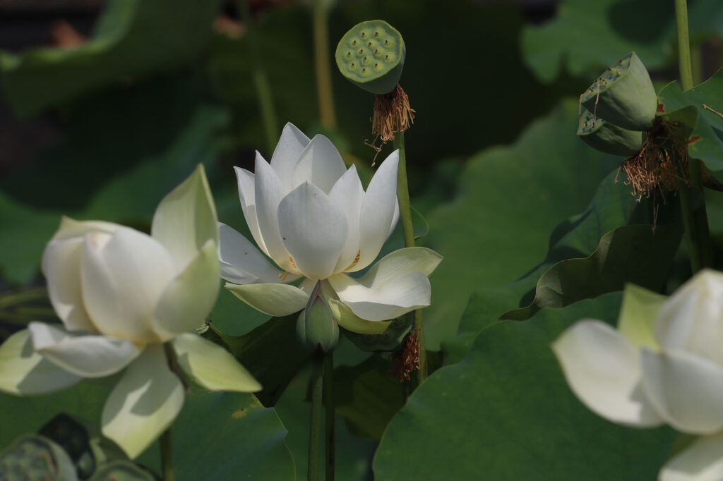 2024 Hardy Lotus 02 - August 01 2024
