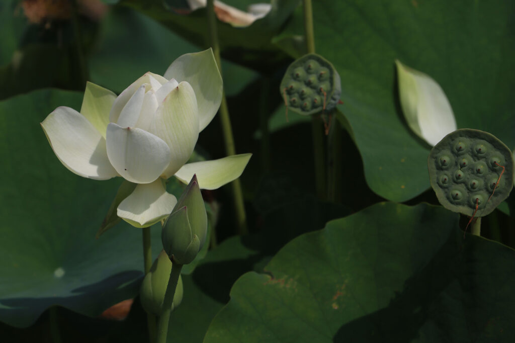 2024 Hardy Lotus 02 - August 01 2024