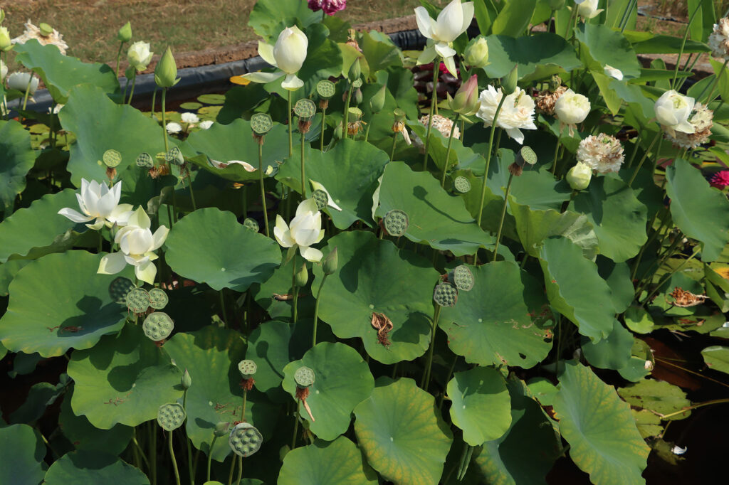 2024 Hardy Lotus 02 - August 01 2024