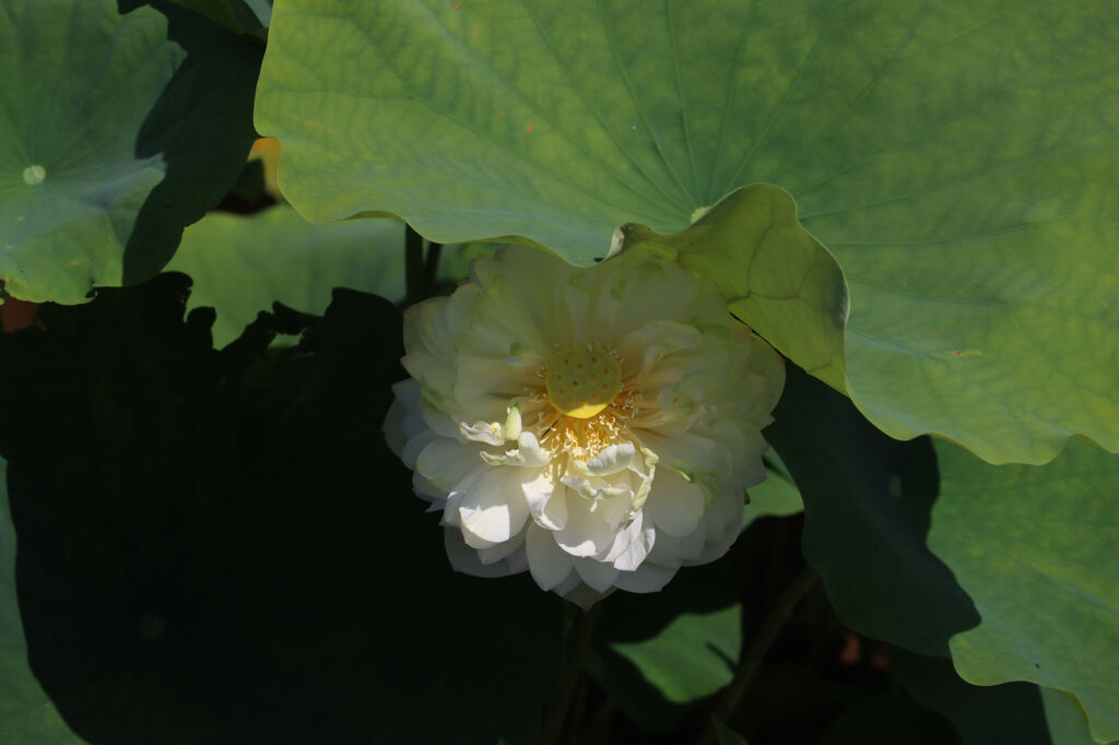 2024 Hardy Lotus 03 - July 14 2024
