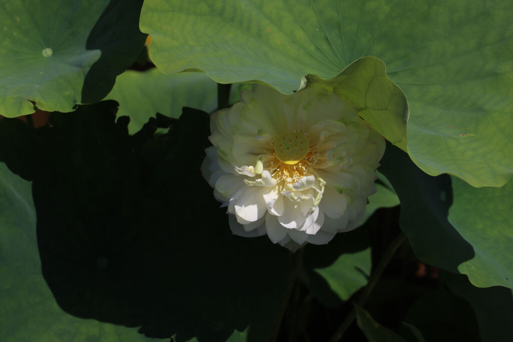 2024 Hardy Lotus 03 - July 14 2024