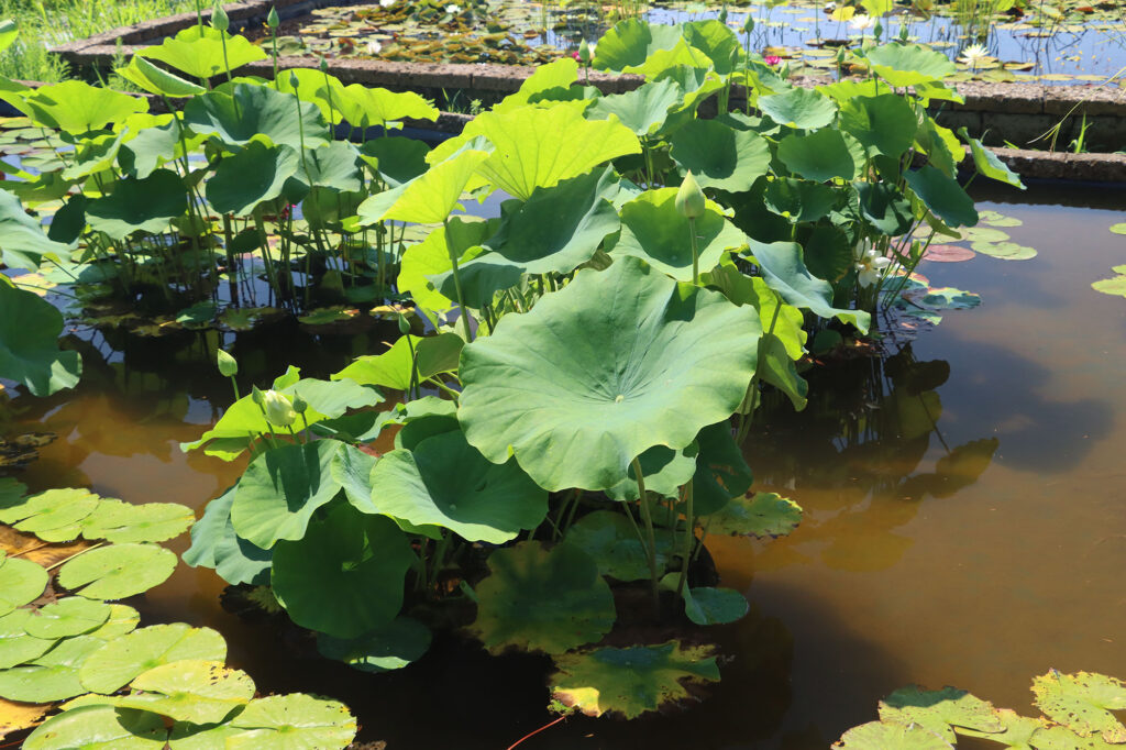 2024 Hardy Lotus 03 - July 14 2024