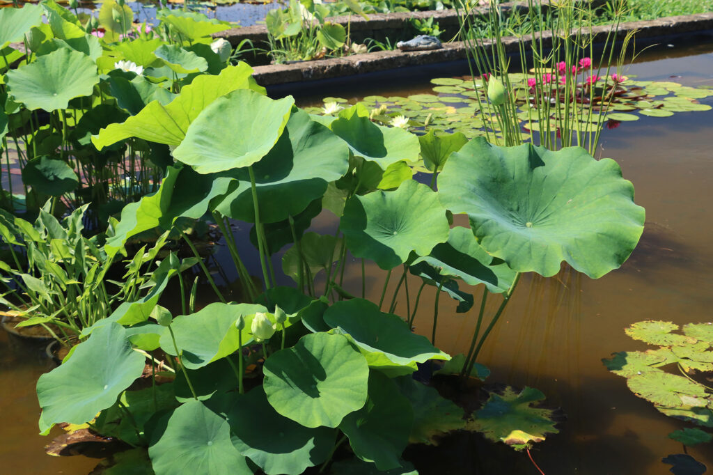 2024 Hardy Lotus 03 - July 14 2024